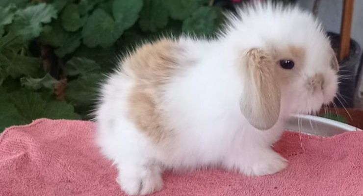 Zonguldak Hollanda Lop Tavşan